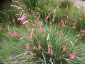 Dierama igneum - small image 2
