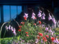 Dierama pulcherrimum - small image 2
