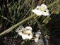 Dietes bicolor - small image 2