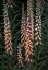 Digitalis ferruginea 'Gigantea' AGM - small image 2