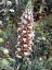 Digitalis lanata - small image 2