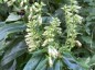 Digitalis lutea AGM - small image 2