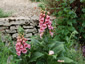 Digitalis x mertonensis AGM - small image 2