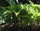 Disporopsis undulata - small image 2
