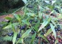 Disporum cantoniense ex 'Night Heron' - small image 2