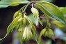Disporum trabeculatum - small image 2