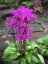 Dodecatheon meadia AGM - small image 2