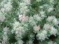Dorycnium hirsutum - small image 2