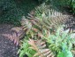 Dryopteris erythrosora AGM - small image 2