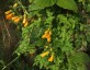 Eccremocarpus scaber 'Tangerine' - small image 2