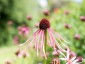 Echinacea pallida - small image 2