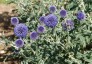 Echinops ritro - small image 2