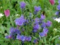 Echium 'Blue Bedder' AGM - small image 2
