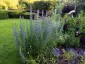 Echium vulgare - small image 2