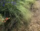 Eragrostis elliottii - small image 2