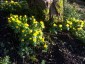 Eranthis hyemalis - small image 2