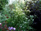 Erigeron annuus - small image 2