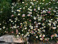 Erigeron karvinskianus - small image 2