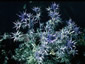 Eryngium bourgatii ex Graham Stuart Thomas's selection - small image 2