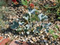 Eryngium maritimum - small image 2