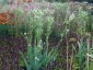 Eryngium yuccifolium - small image 2