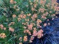 Erysimum 'Apricot Twist' - small image 2