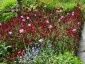 Erysimum 'Blood Red' - small image 2