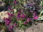 Erysimum 'Parrish's' - small image 2