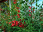 Erythrina crista-galli - small image 2