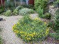 Eschscholzia californica coastal form - small image 2