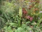 Eucomis pole-evansii - small image 2