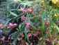 Euonymus cornutus var. quinquecornutus - small image 2