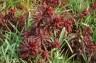 Euphorbia amygdaloides 'Purpurea' - small image 2