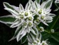 Euphorbia marginata - small image 2