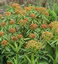 Euphorbia mellifera - small image 2