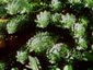 Euphorbia myrsinites - small image 2