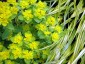 Euphorbia polychroma AGM - small image 2