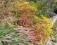 Euphorbia stricta - small image 2