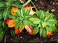 Euphorbia stygiana - small image 2