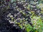 Fagopyrum dibotrys - small image 2