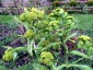 Ferula communis - small image 2