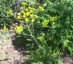 Ferulago sylvatica - small image 2