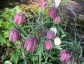 Fritillaria meleagris - small image 2
