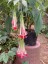 Fuchsia boliviana 'Alba' AGM - small image 2
