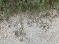 Galium glaucum - small image 2
