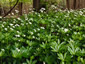 Galium odoratum - small image 2