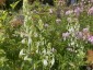 Galtonia candicans AGM - small image 2