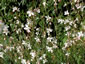 Gaura lindheimeri - small image 2