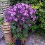Geranium maderense - small image 2