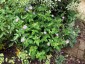 Geranium nodosum - small image 2